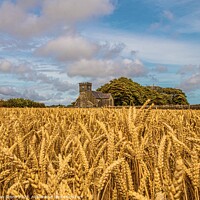 Buy canvas prints of Fields of Gold  by Ian Stone