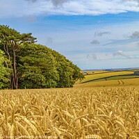 Buy canvas prints of Devon Countryside  by Ian Stone