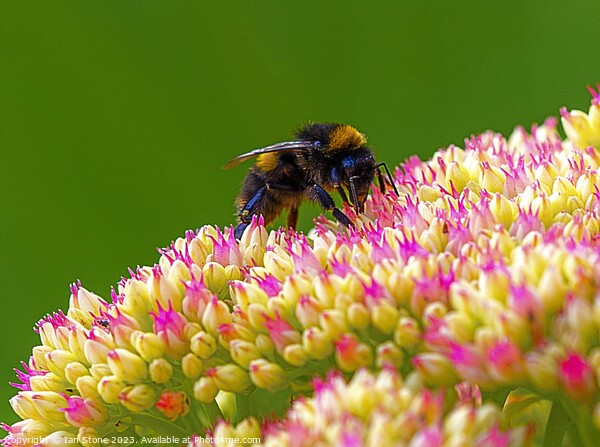 Bee on Sedum  Picture Board by Ian Stone