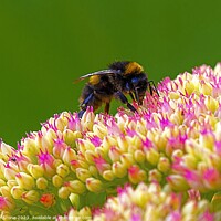 Buy canvas prints of Bee on Sedum  by Ian Stone
