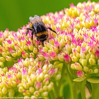 Buy canvas prints of Bee on Sedum spectabile #2 by Ian Stone