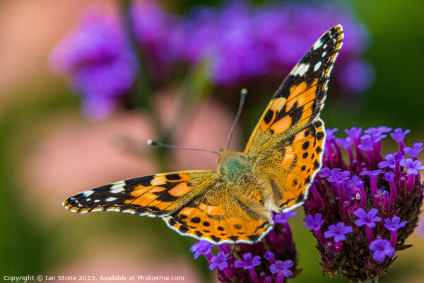 Painted Lady on Verbena Flowers  Picture Board by Ian Stone