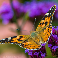 Buy canvas prints of Painted Lady on Verbena Flowers  by Ian Stone