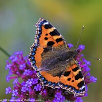 Buy canvas prints of Tortoiseshell Butterfly on Verbena flower  by Ian Stone