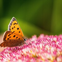 Buy canvas prints of A Small Copper Butterfly on Sedum Flowers  by Ian Stone