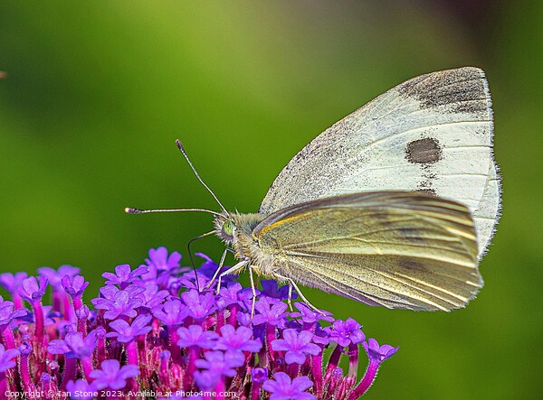 Cabbage White Butterfly on Verbena flowers. Picture Board by Ian Stone