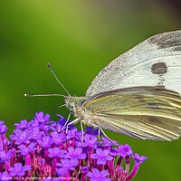 Buy canvas prints of Cabbage White Butterfly on Verbena flowers. by Ian Stone