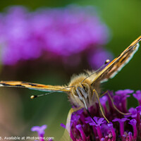 Buy canvas prints of Painted Lady on Verbena  by Ian Stone