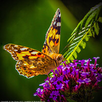 Buy canvas prints of Painted Lady Butterfly  by Ian Stone