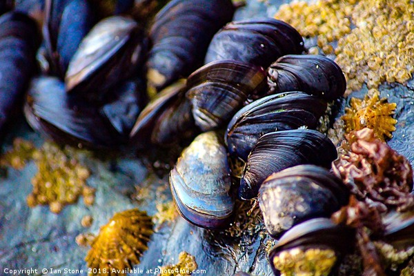 Mussels of St. Ives Picture Board by Ian Stone
