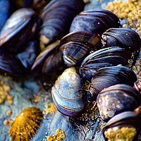 Buy canvas prints of Mussels of St. Ives by Ian Stone