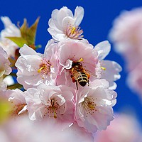Buy canvas prints of Cherry blossom  by Ian Stone