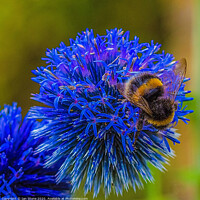 Buy canvas prints of Bumblebee on Globe thistle  by Ian Stone