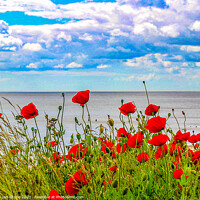 Buy canvas prints of Poppies  by Ian Stone