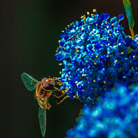 Buy canvas prints of Ceanothus and friend  by Ian Stone