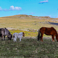 Buy canvas prints of Dartmoor Devon ponies  by Ian Stone