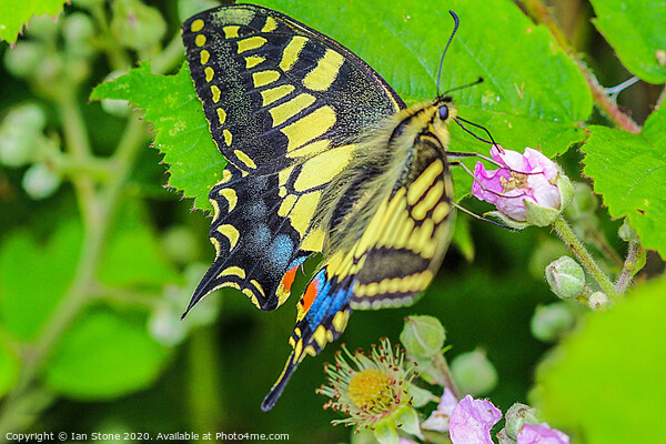 Majestic Swallowtail Butterfly Picture Board by Ian Stone