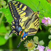 Buy canvas prints of Majestic Swallowtail Butterfly by Ian Stone