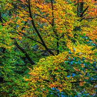 Buy canvas prints of Autumn arrives  by Ian Stone