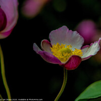 Buy canvas prints of Anemone flowers  by Ian Stone