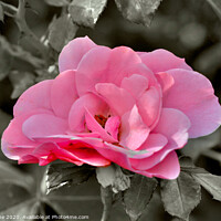 Buy canvas prints of Pink rose  by Ian Stone