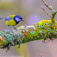 Buy canvas prints of The Vibrant Great Tit by Ian Stone