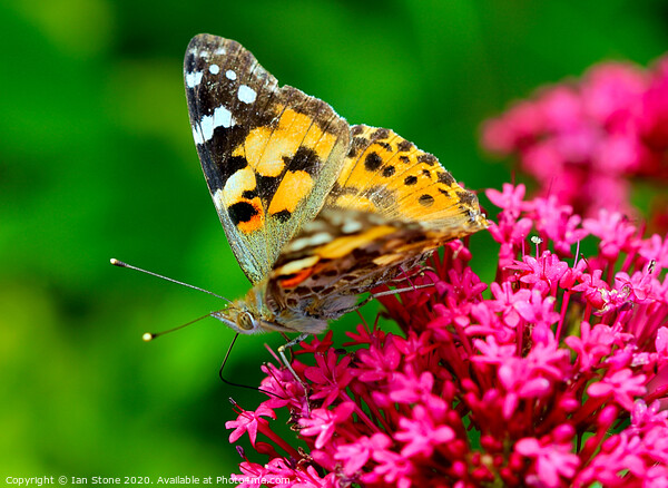 Majestic Painted Lady Butterfly Picture Board by Ian Stone