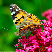 Buy canvas prints of Majestic Painted Lady Butterfly by Ian Stone
