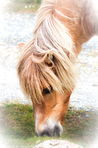 Dartmoor pony Picture Board by Ian Stone