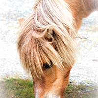 Buy canvas prints of Dartmoor pony by Ian Stone