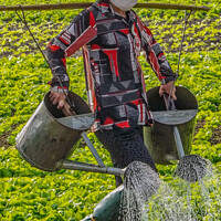 Buy canvas prints of Vietnamese farm worker  by Ian Stone