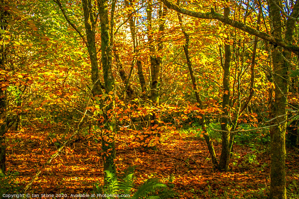 Autumn Gold Picture Board by Ian Stone