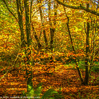 Buy canvas prints of Autumn Gold by Ian Stone