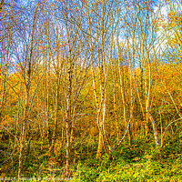 Buy canvas prints of Autumn trees by Ian Stone