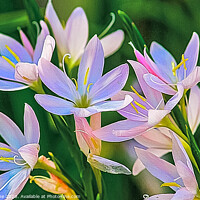Buy canvas prints of  lilies  by Ian Stone