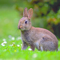 Buy canvas prints of Wild young rabbit  by Ian Stone
