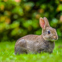 Buy canvas prints of Bashful Cottontail by Ian Stone