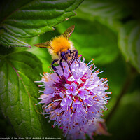 Buy canvas prints of  Bumblebee  on flower  by Ian Stone