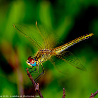 Buy canvas prints of Dragonfly  by Ian Stone