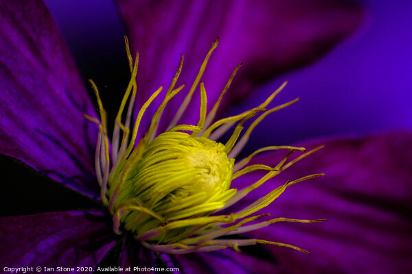 Clematis flower Picture Board by Ian Stone