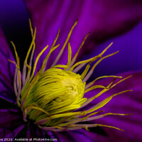 Buy canvas prints of Clematis flower by Ian Stone