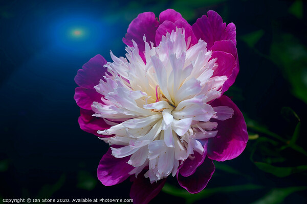 Peony Superstar  Picture Board by Ian Stone