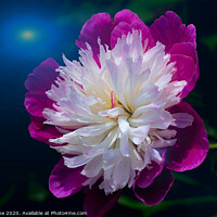 Buy canvas prints of Peony Superstar  by Ian Stone