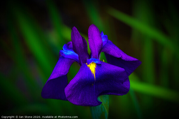 Iris flowers  Picture Board by Ian Stone