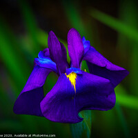 Buy canvas prints of Iris flowers  by Ian Stone