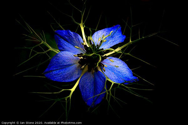 Love in a mist  Picture Board by Ian Stone