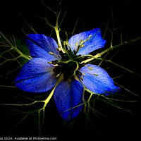 Buy canvas prints of Love in a mist  by Ian Stone