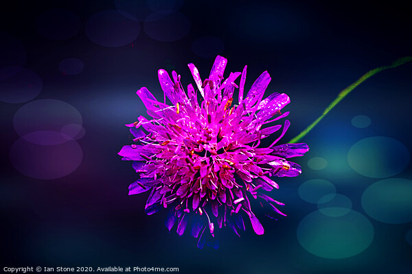 Pink Scabiosa flowers  Picture Board by Ian Stone