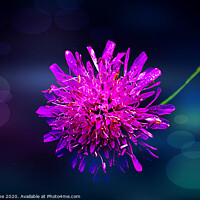 Buy canvas prints of Pink Scabiosa flowers  by Ian Stone