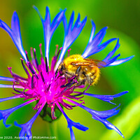 Buy canvas prints of Greater Knapweed and friend  by Ian Stone